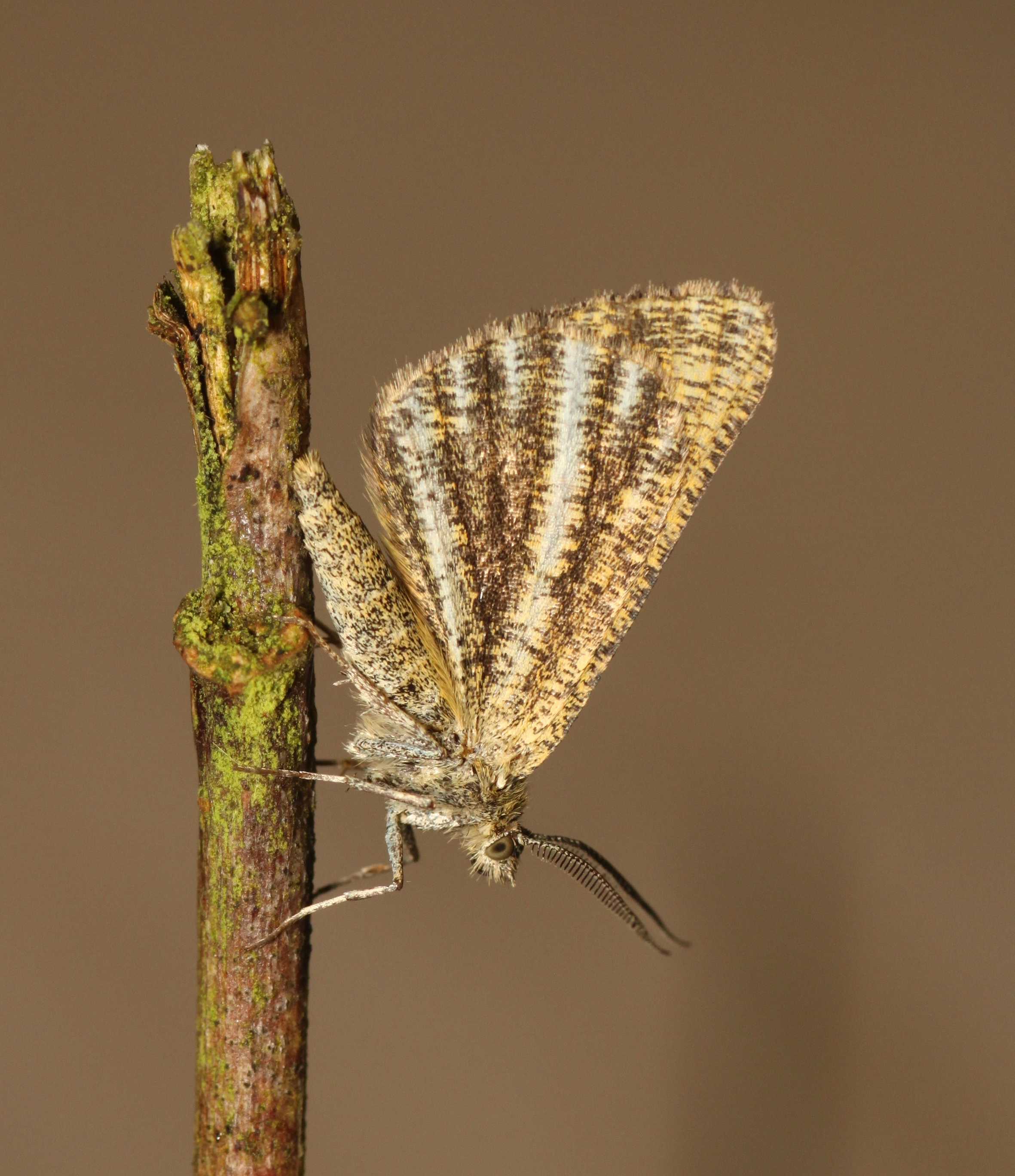 Oranje bremspanner – Isturgia limbaria 2013 09 03 Marlie Huskens Bonnée_Crop.jpg